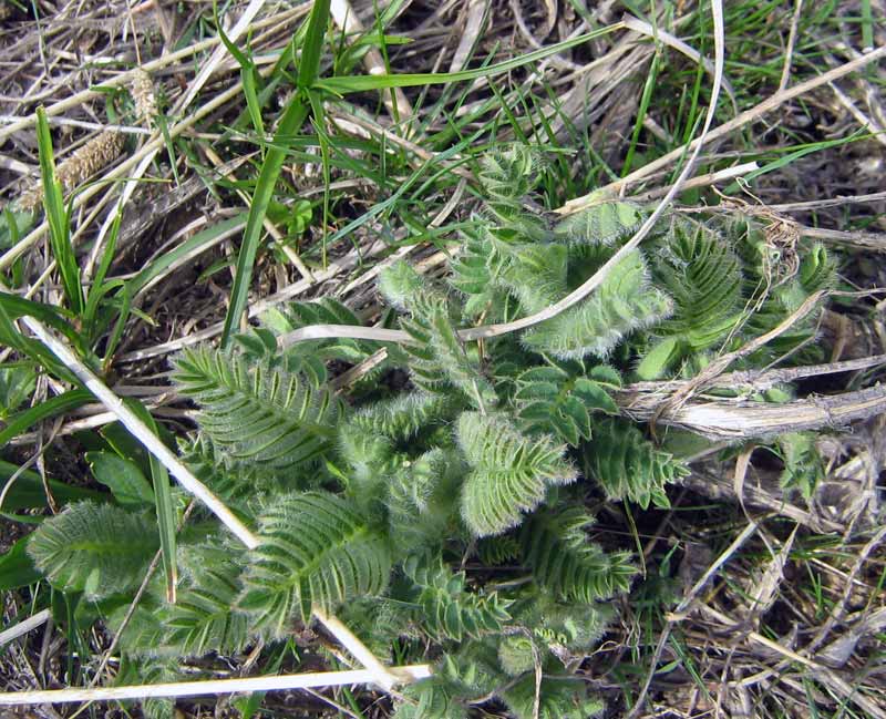 Image of Astragalus sieversianus specimen.