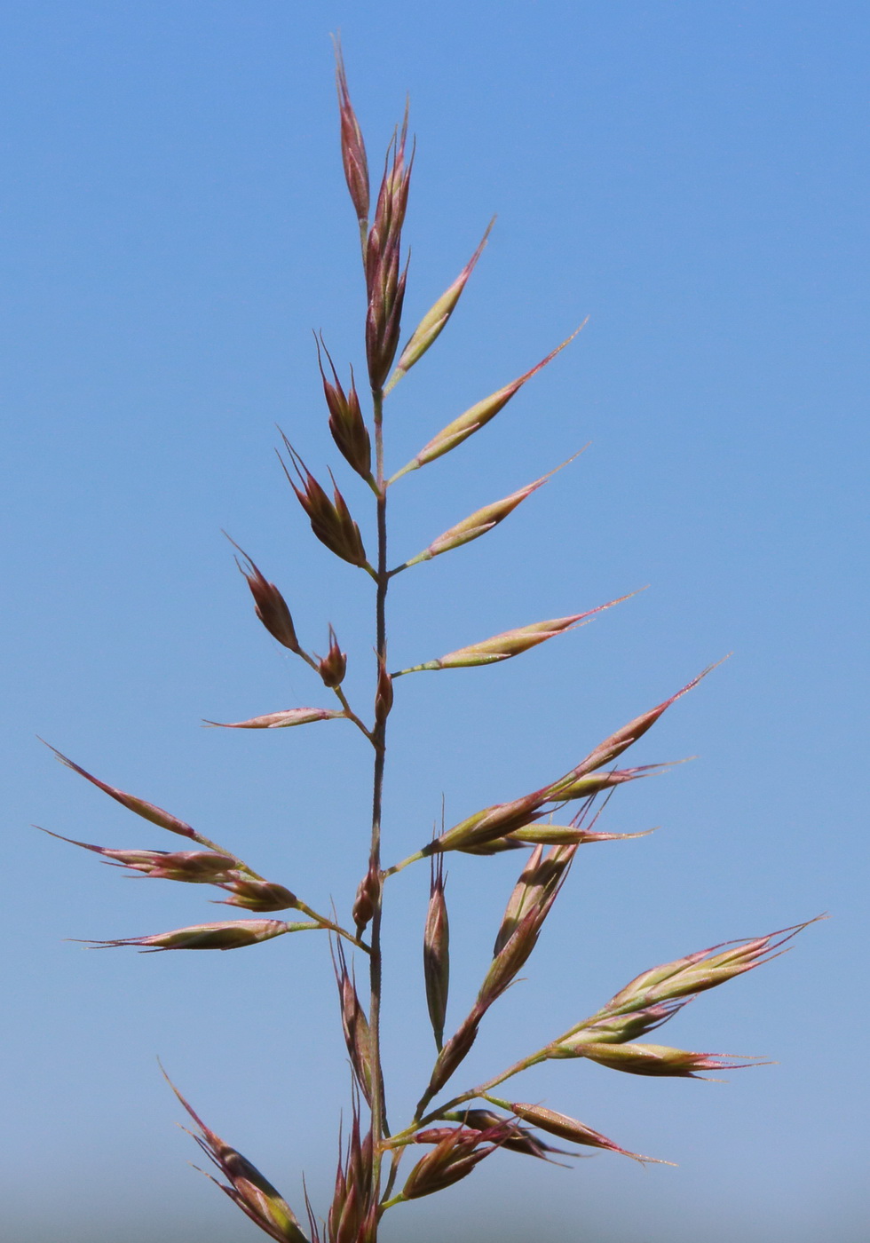 Изображение особи род Festuca.