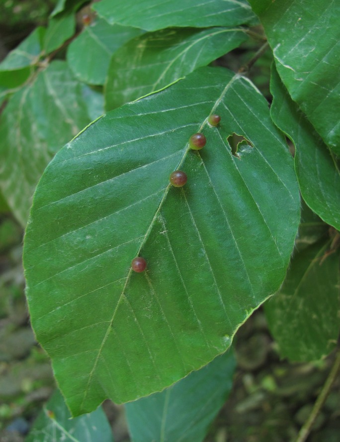 Изображение особи Fagus orientalis.