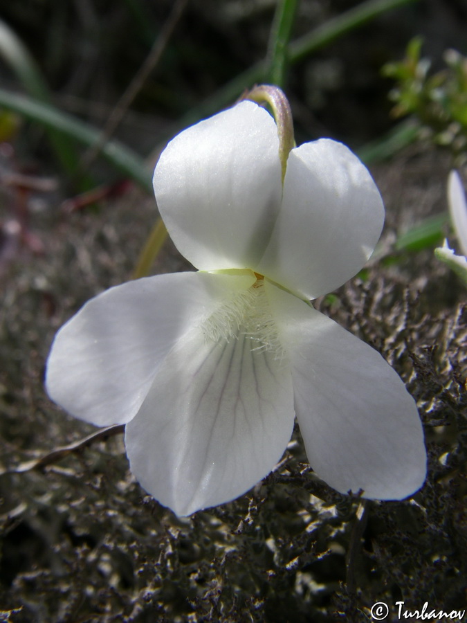 Image of Viola sieheana specimen.