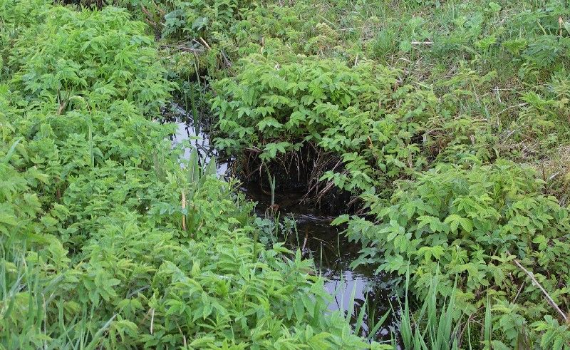 Image of Filipendula ulmaria specimen.