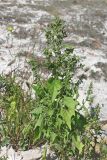 Chenopodiastrum hybridum. Цветущее растение. Крым, предгорья, Бельбекская долина, гора Бурун-Кая. 17.09.2017.