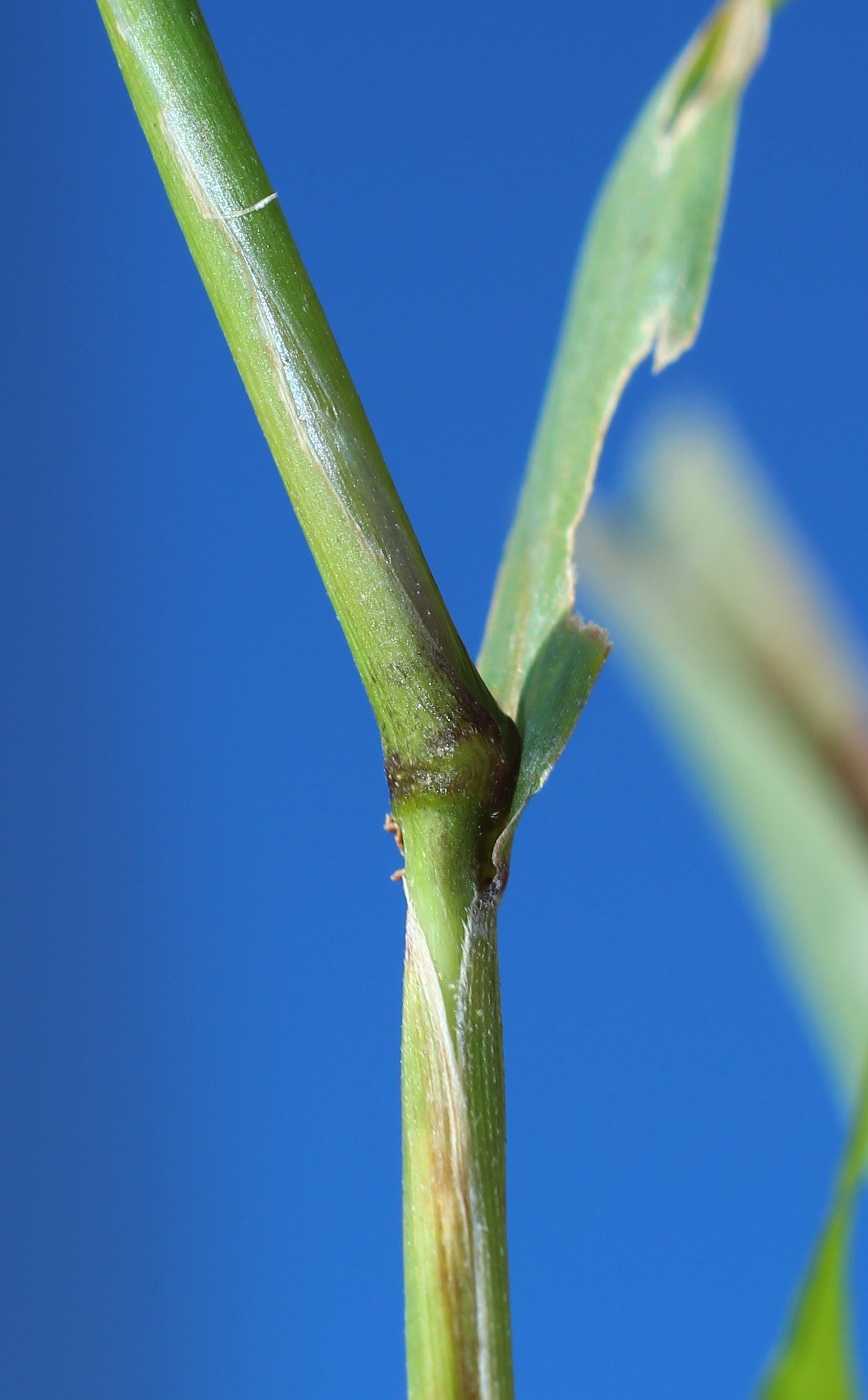 Image of Setaria viridis specimen.