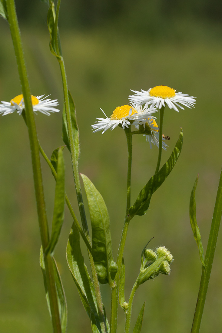 Image of Erigeron annuus specimen.