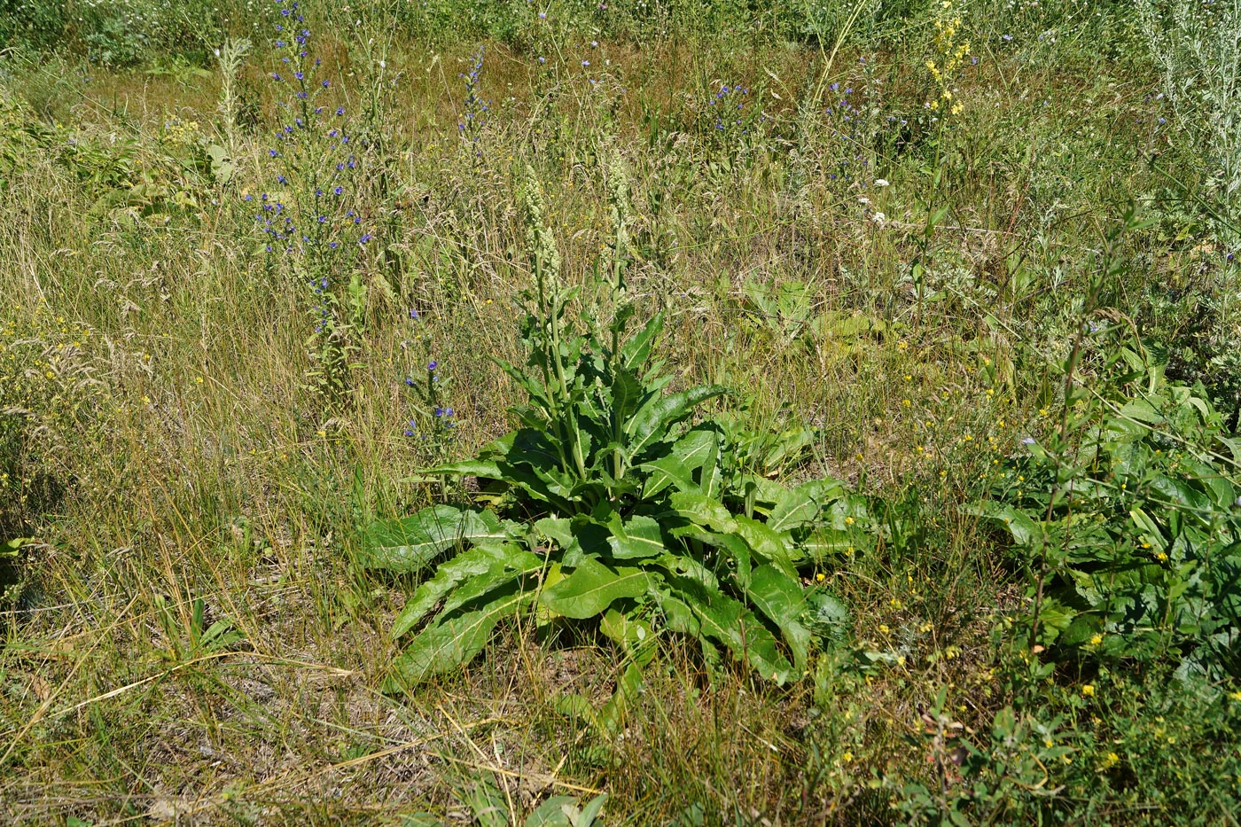 Image of Verbascum lychnitis specimen.