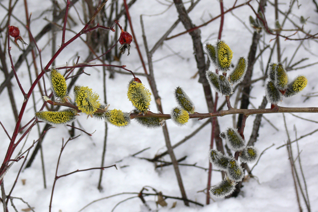 Image of Salix caprea specimen.