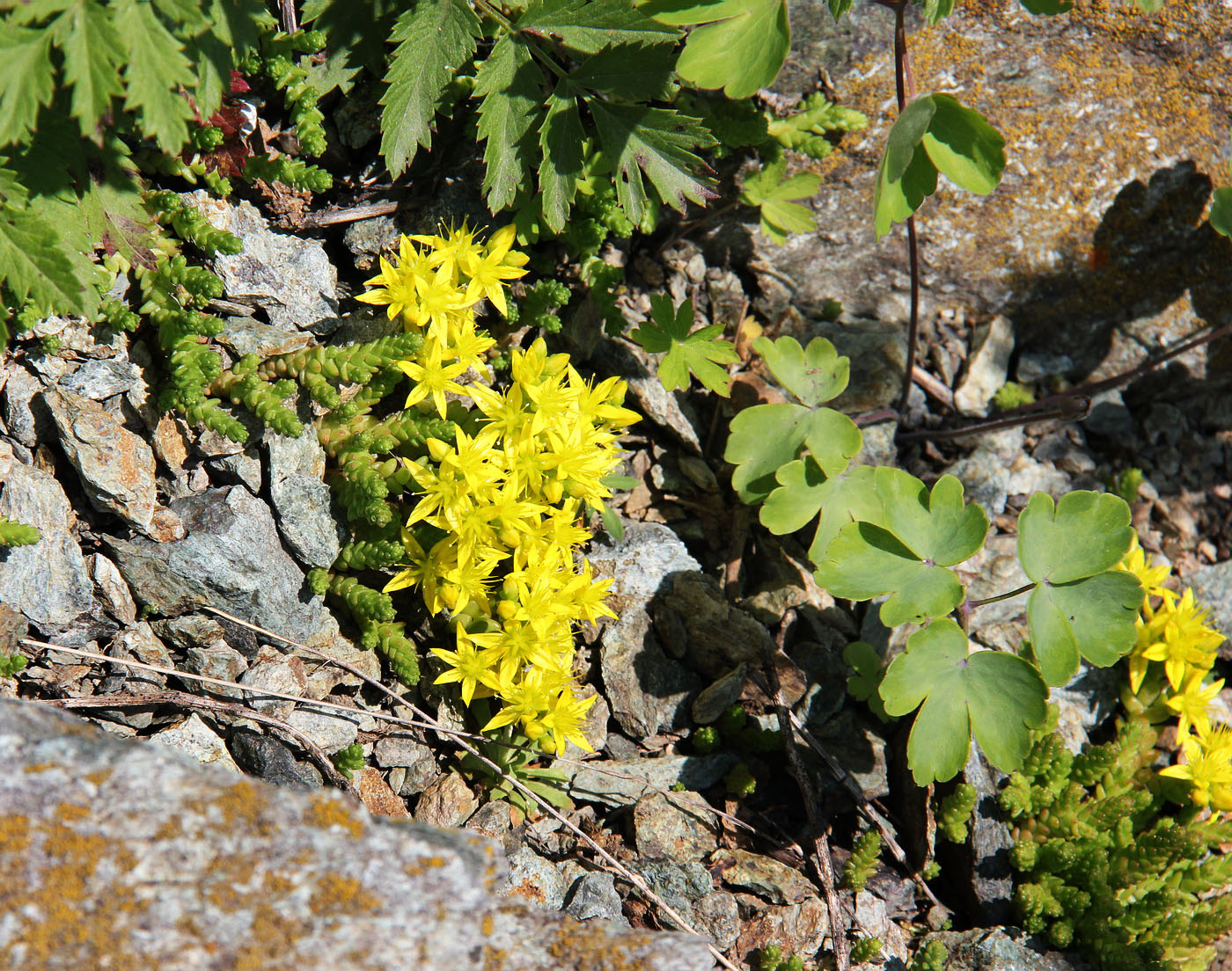 Image of Sedum acre specimen.