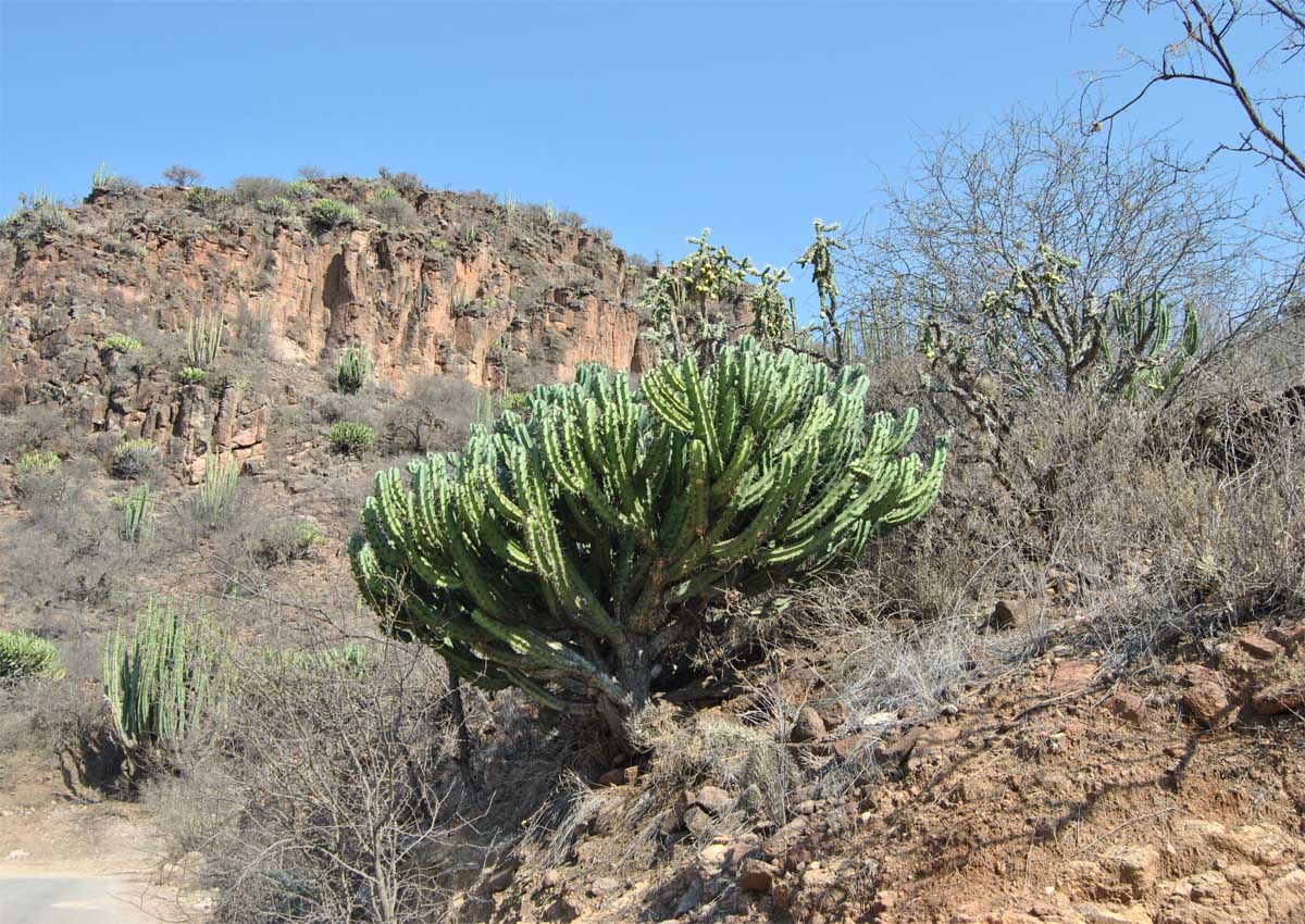 Image of Myrtillocactus geometrizans specimen.