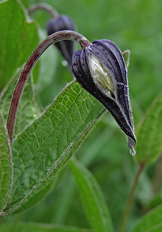 Image of Clematis integrifolia specimen.