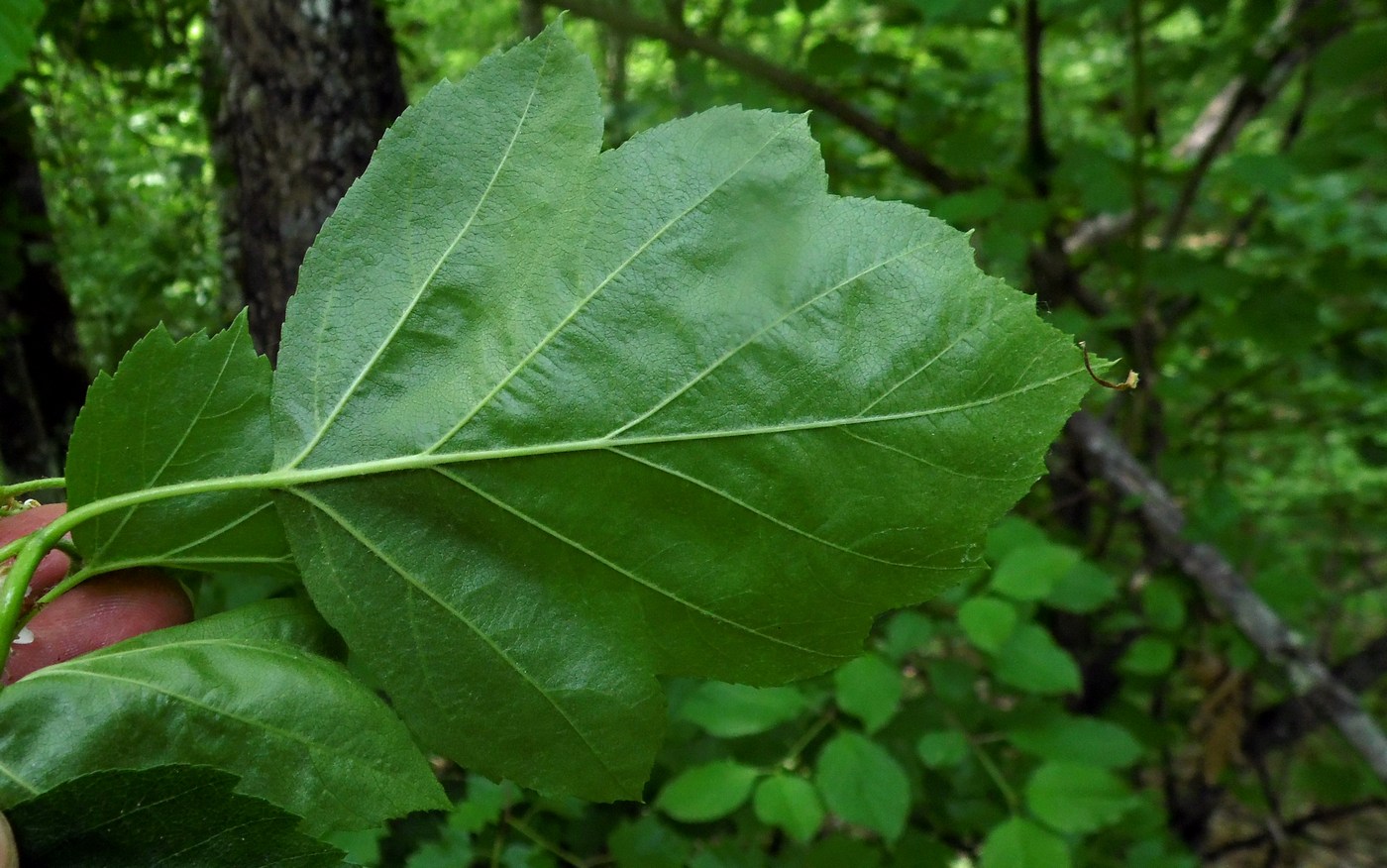 Изображение особи Sorbus torminalis.