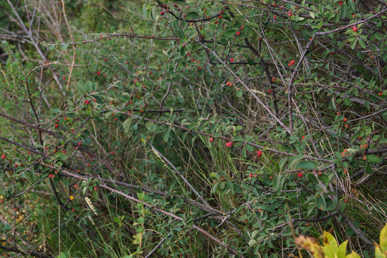 Изображение особи род Cotoneaster.