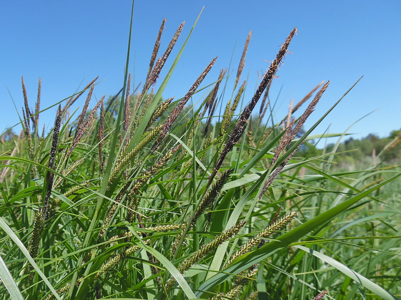 Image of Carex acuta specimen.