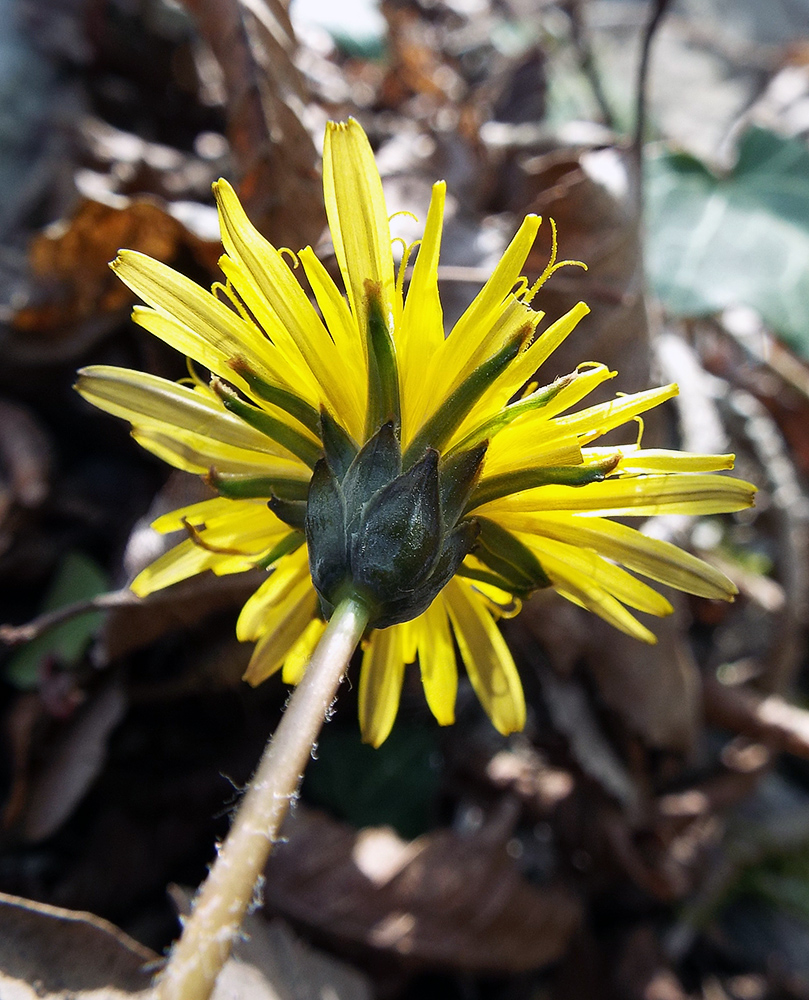 Image of Taraxacum thracicum specimen.