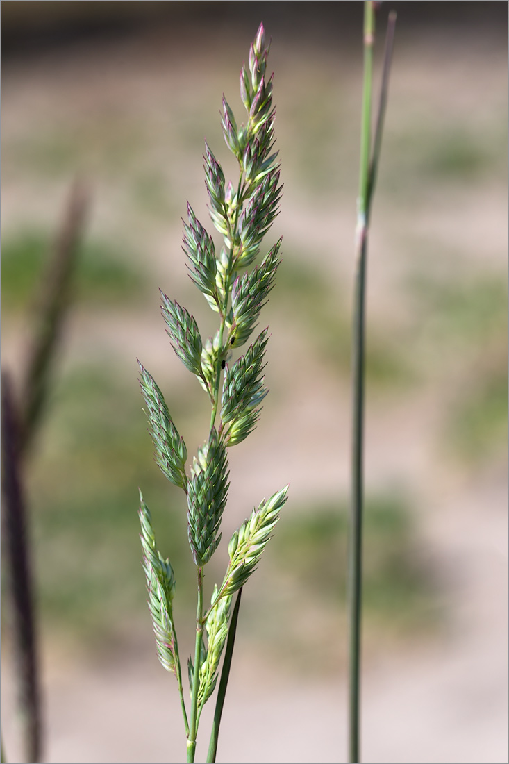 Изображение особи Phalaroides arundinacea.