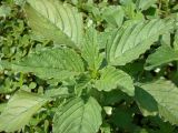 Amaranthus retroflexus