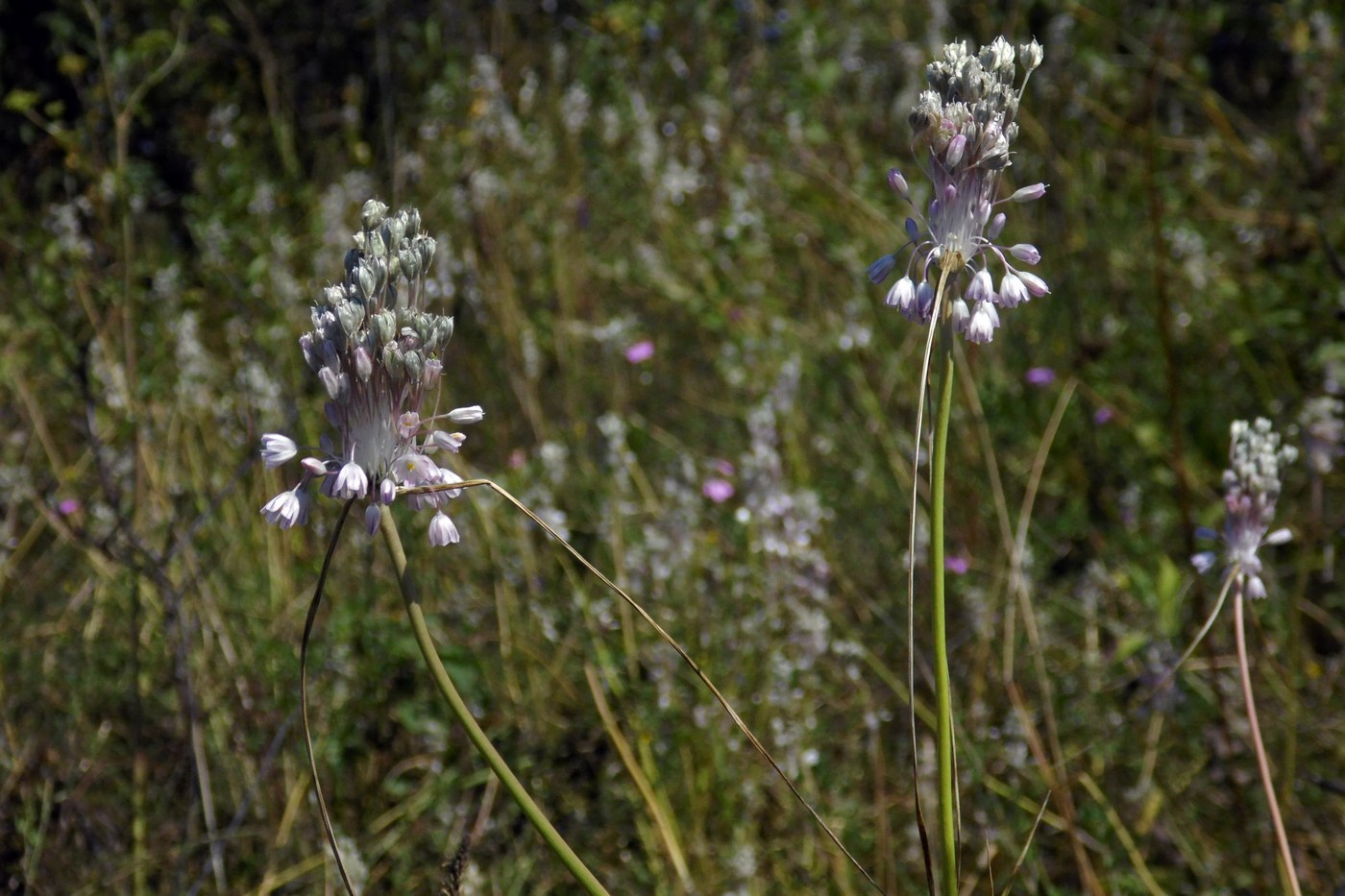 Image of Allium paniculatum specimen.