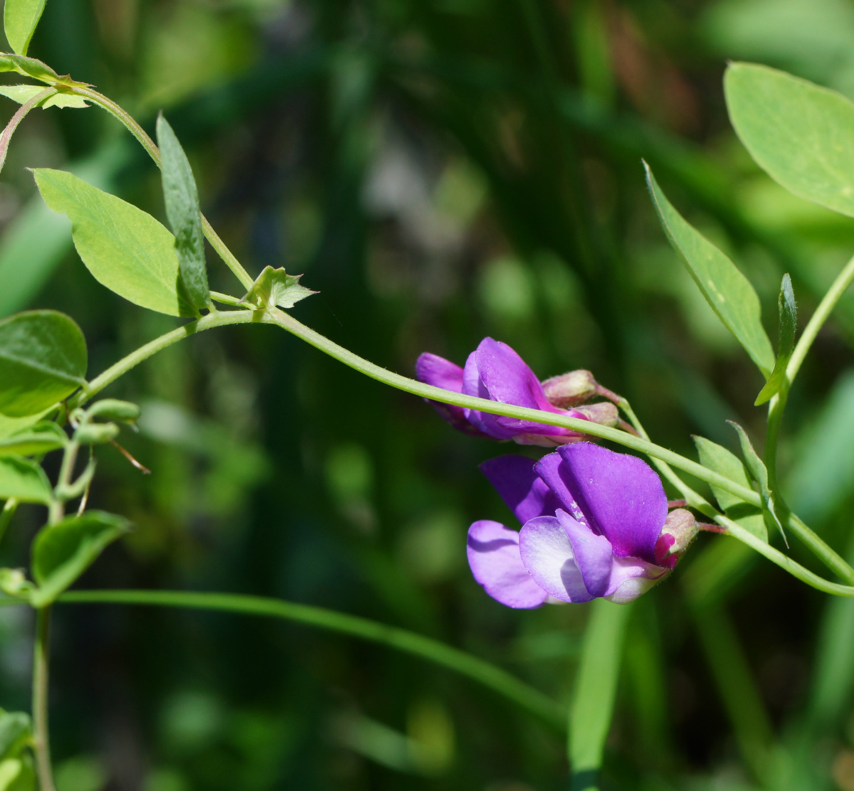 Image of Lathyrus humilis specimen.