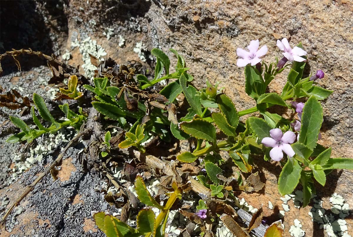 Изображение особи Teedia lucida.