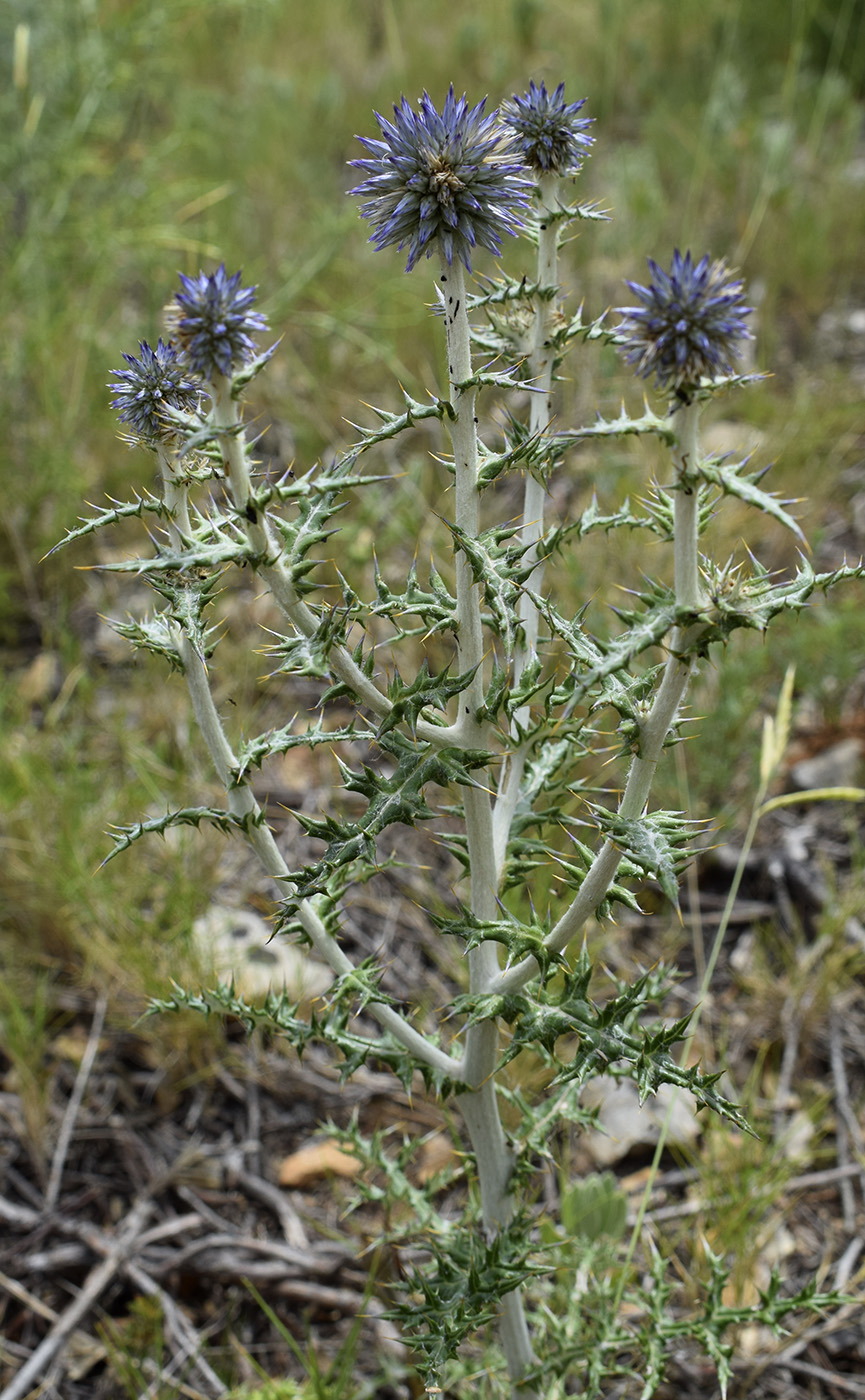 Image of Echinops ritro specimen.