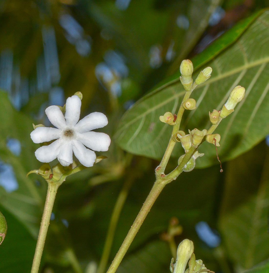 Image of Guettarda speciosa specimen.