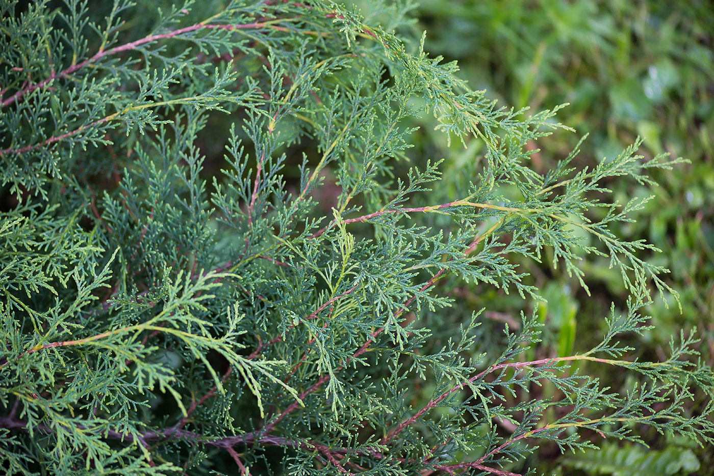 Image of Microbiota decussata specimen.