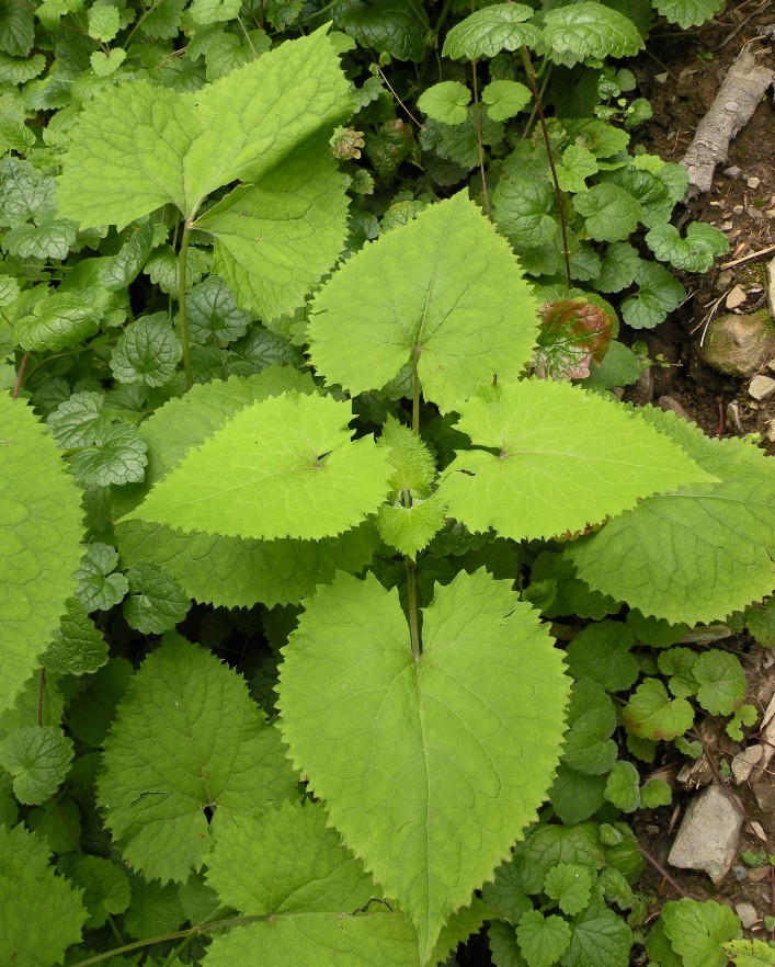 Изображение особи Lunaria rediviva.