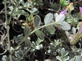 Astragalus fissuralis