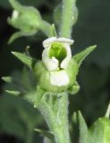 Scrophularia altaica. Цветок. Алтай, 24 км СЗЗ с. Акташ, долина р. Чуя, курумы. 6 июля 2019 г.
