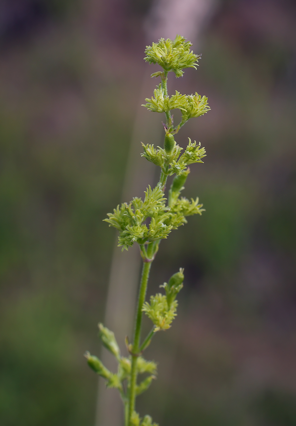 Image of Silene borysthenica specimen.