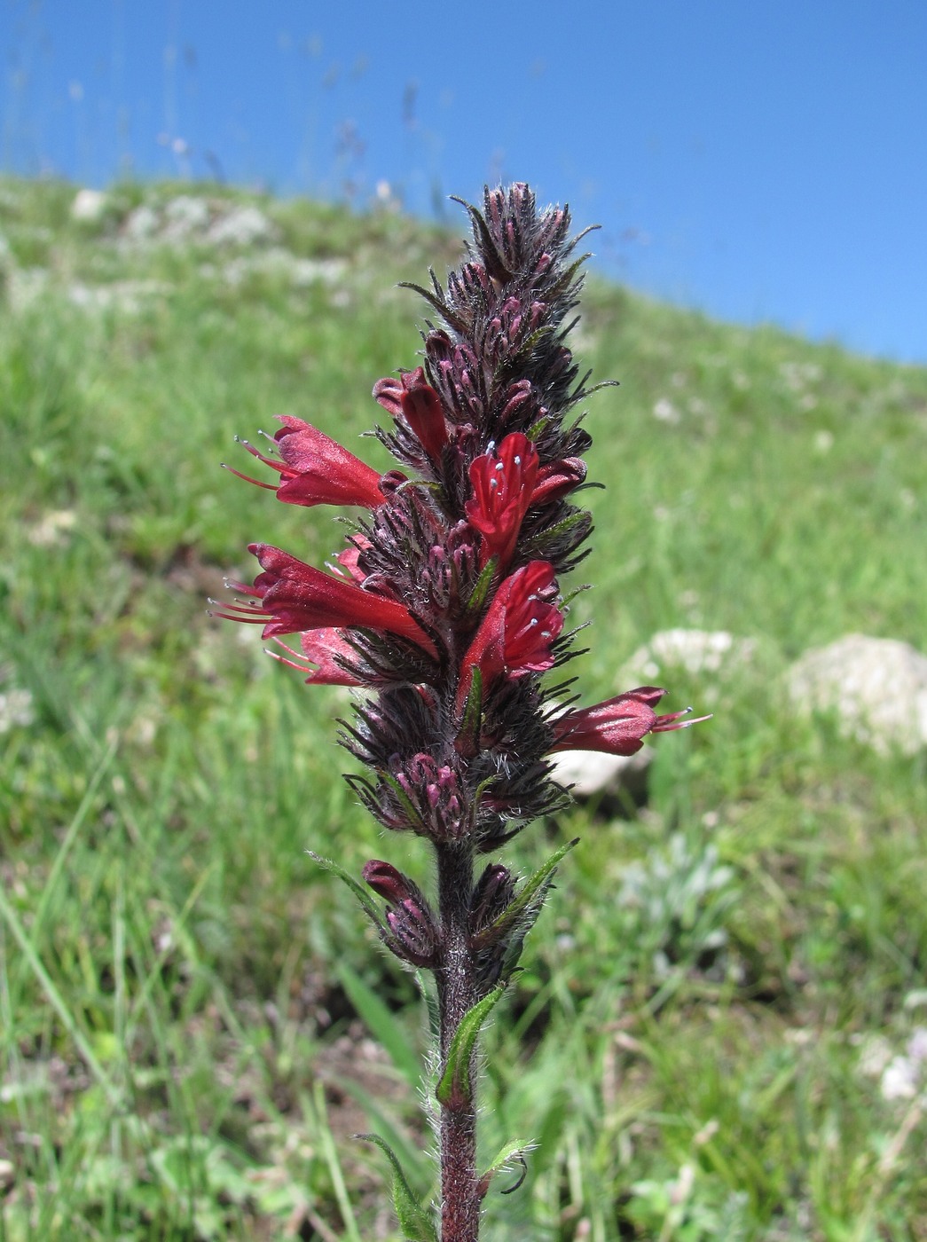 Image of Echium russicum specimen.