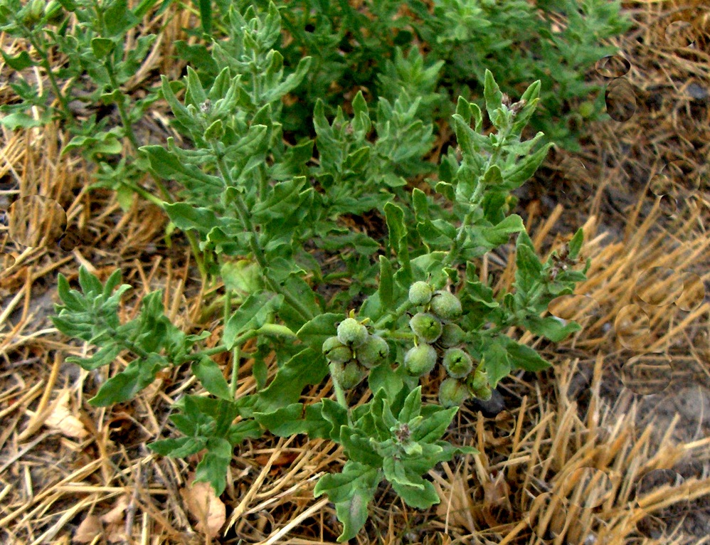 Image of Argusia sibirica specimen.