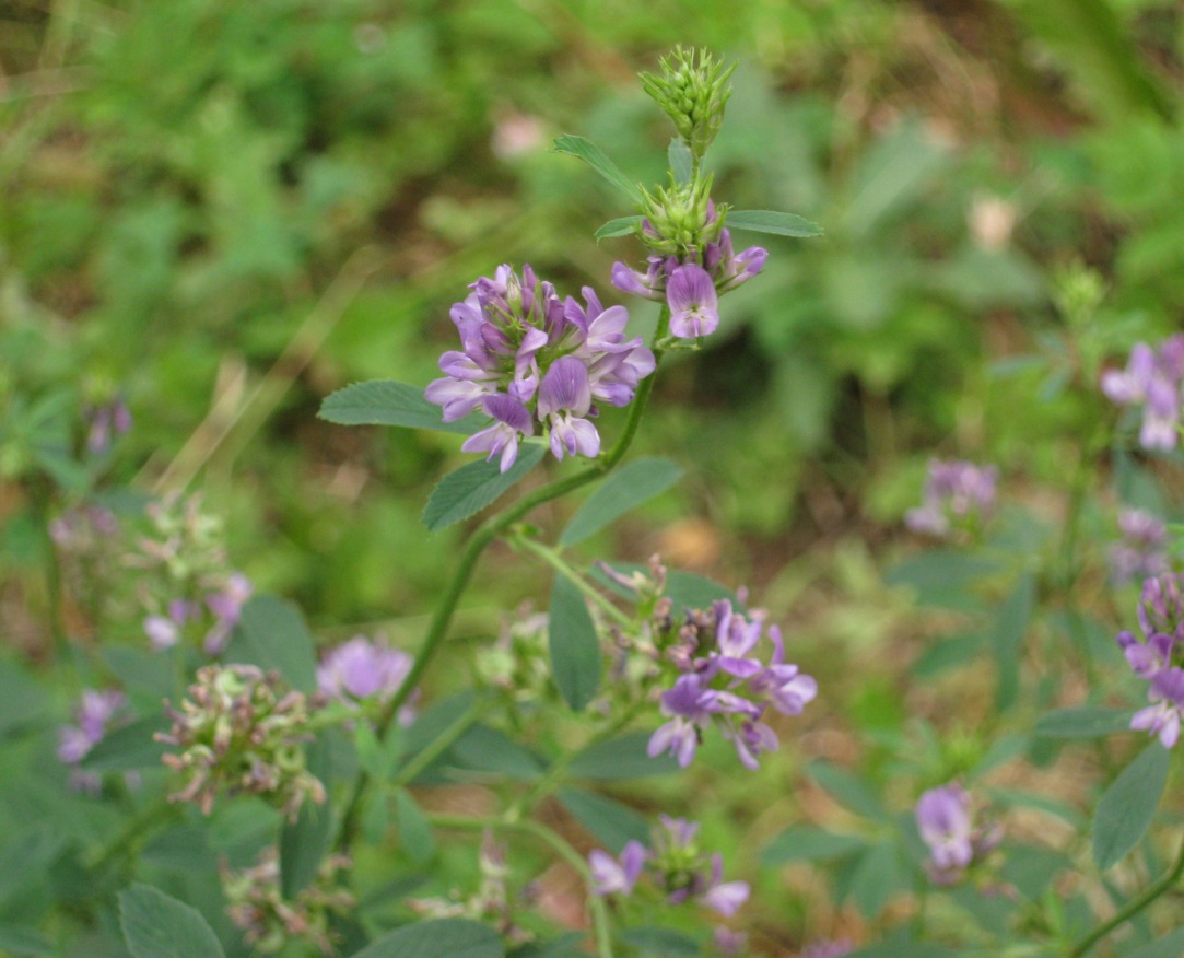 Image of Medicago sativa specimen.