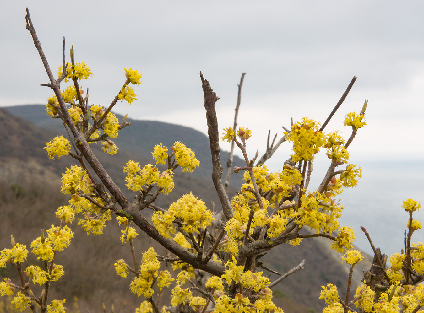 Изображение особи Cornus mas.