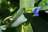 Commelina communis