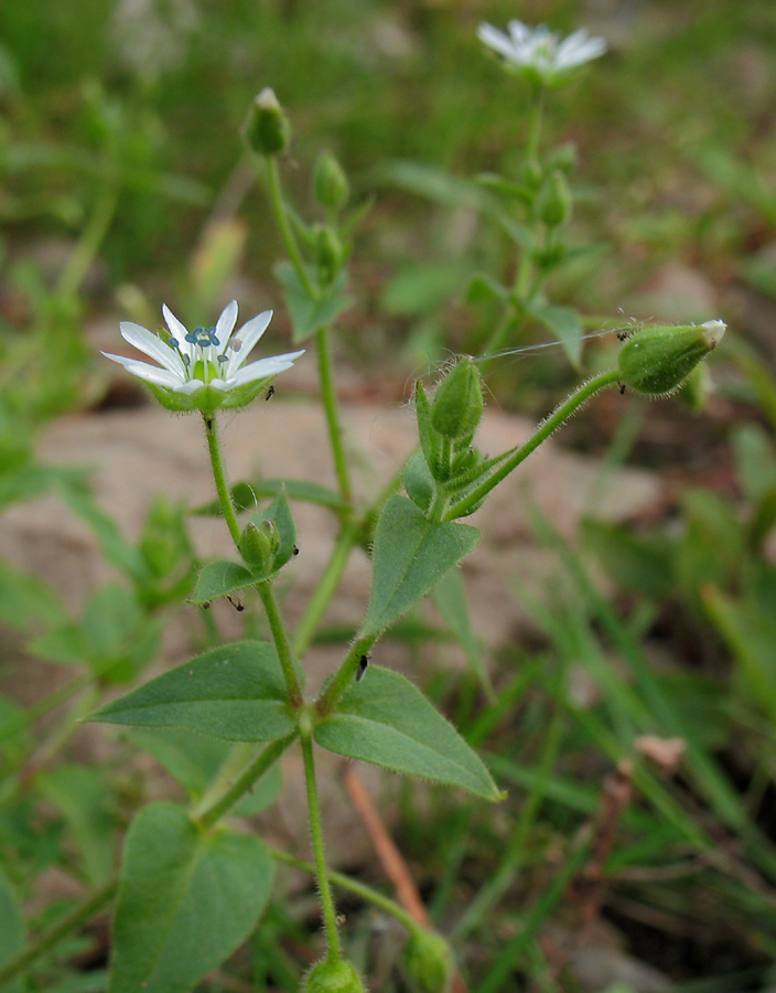 Изображение особи Myosoton aquaticum.