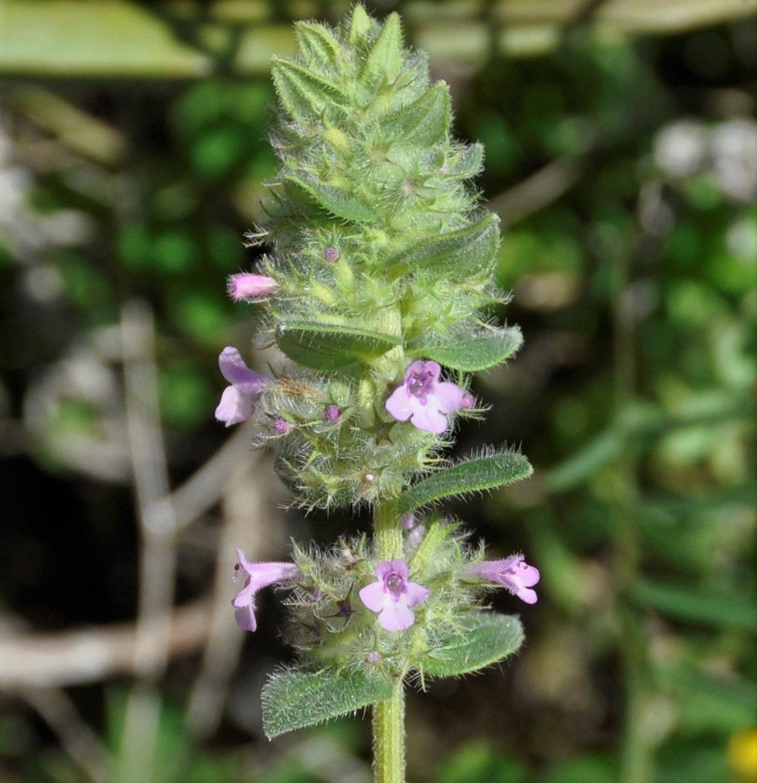 Image of Micromeria nervosa specimen.