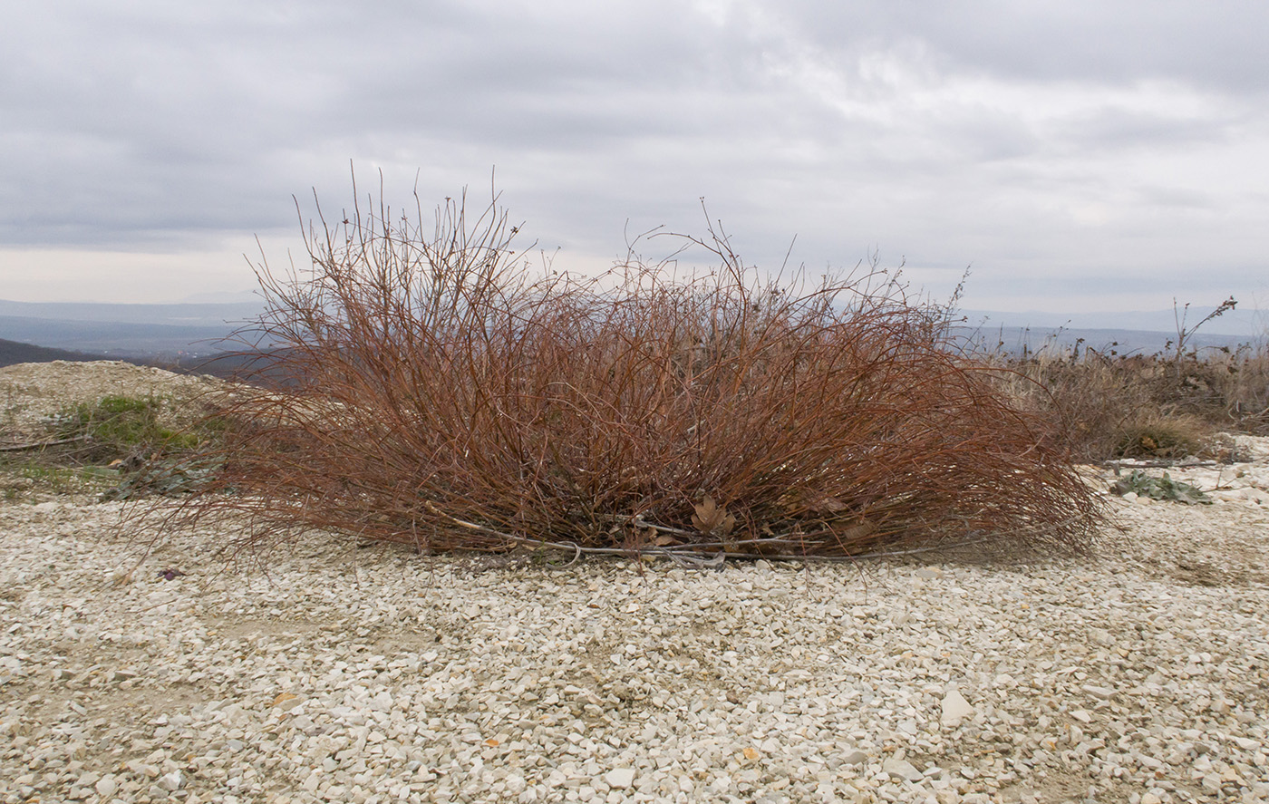 Image of genus Dorycnium specimen.