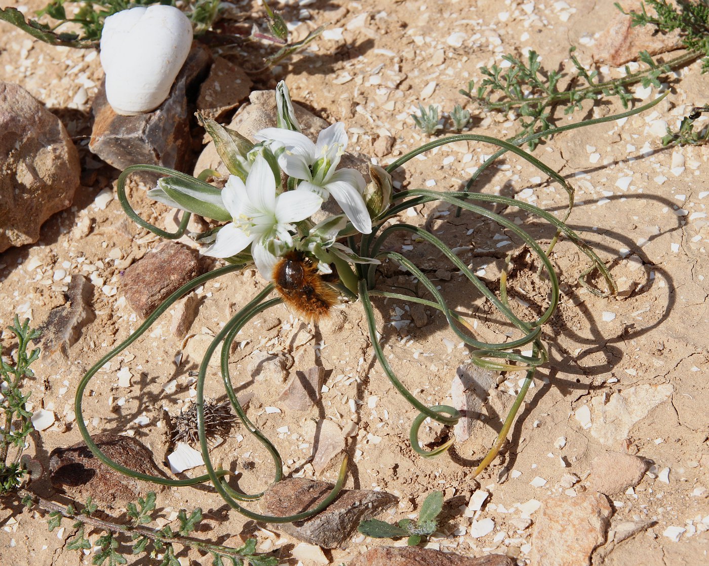 Изображение особи Ornithogalum trichophyllum.