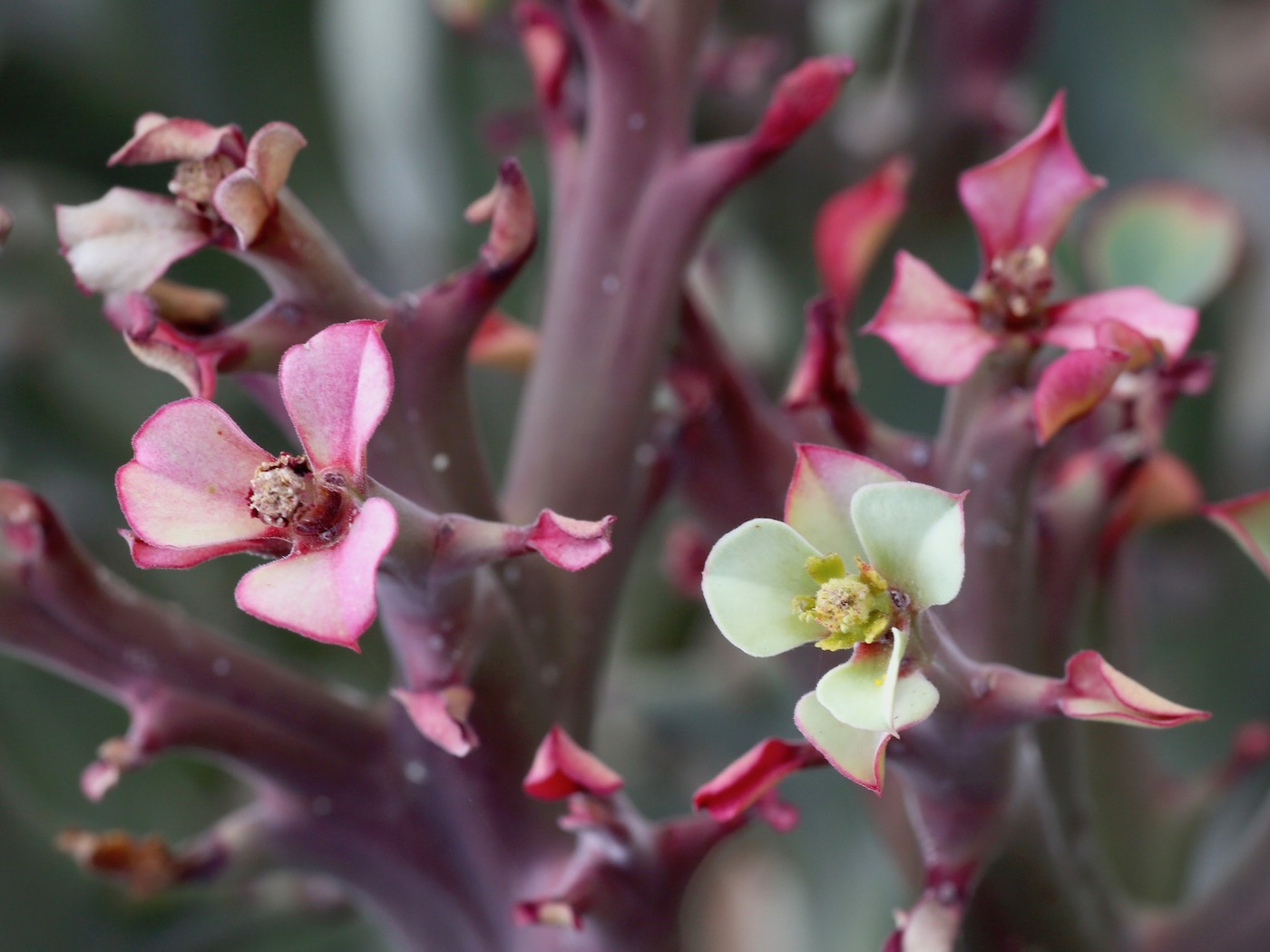 Изображение особи Euphorbia hamata.