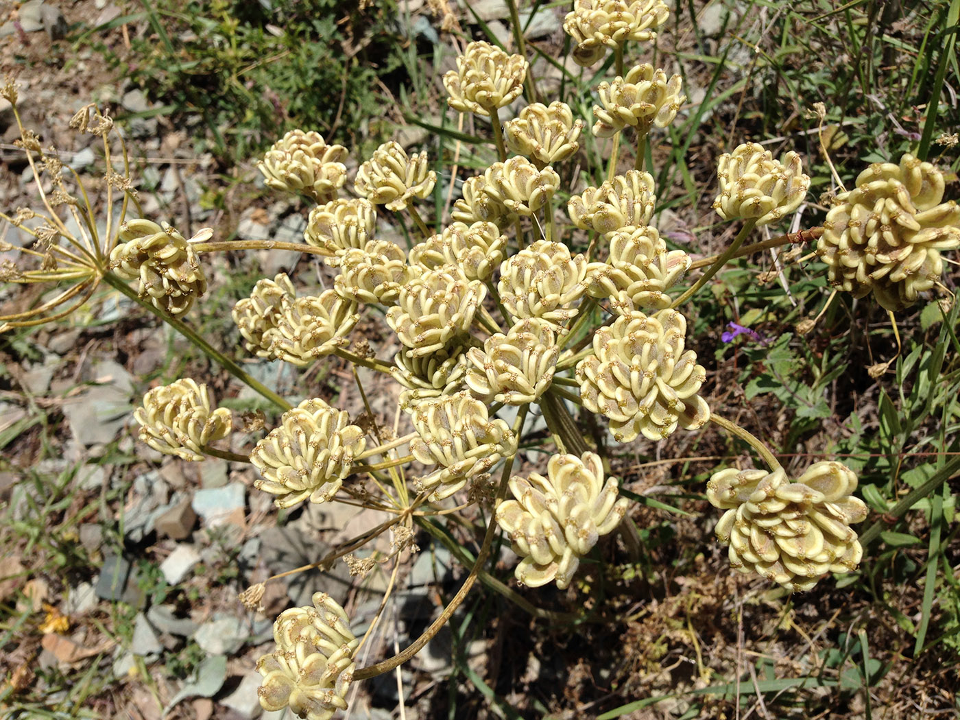 Image of Zosima absinthifolia specimen.