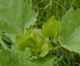 Malope trifida. Бутоны. Тверская обл., Весьегонск, в культуре. 6 июля 2020 г.