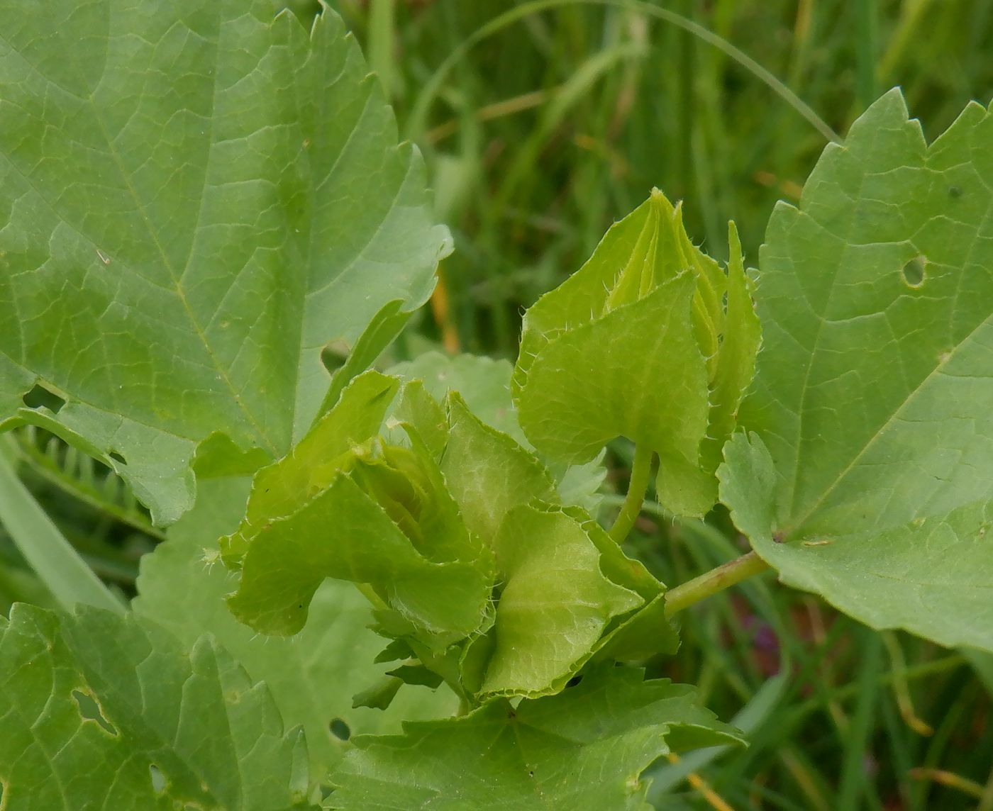 Image of Malope trifida specimen.