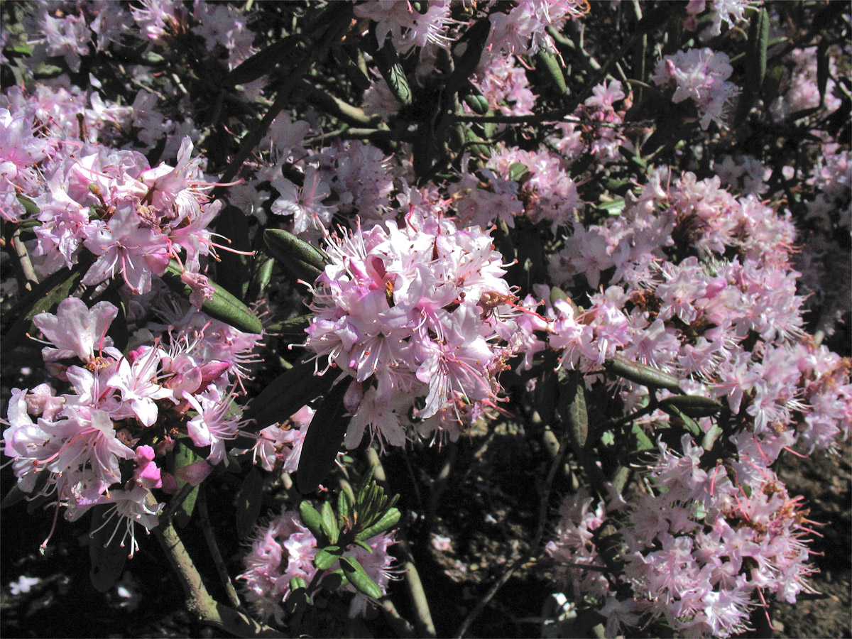 Image of Rhododendron racemosum specimen.