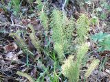 Equisetum arvense