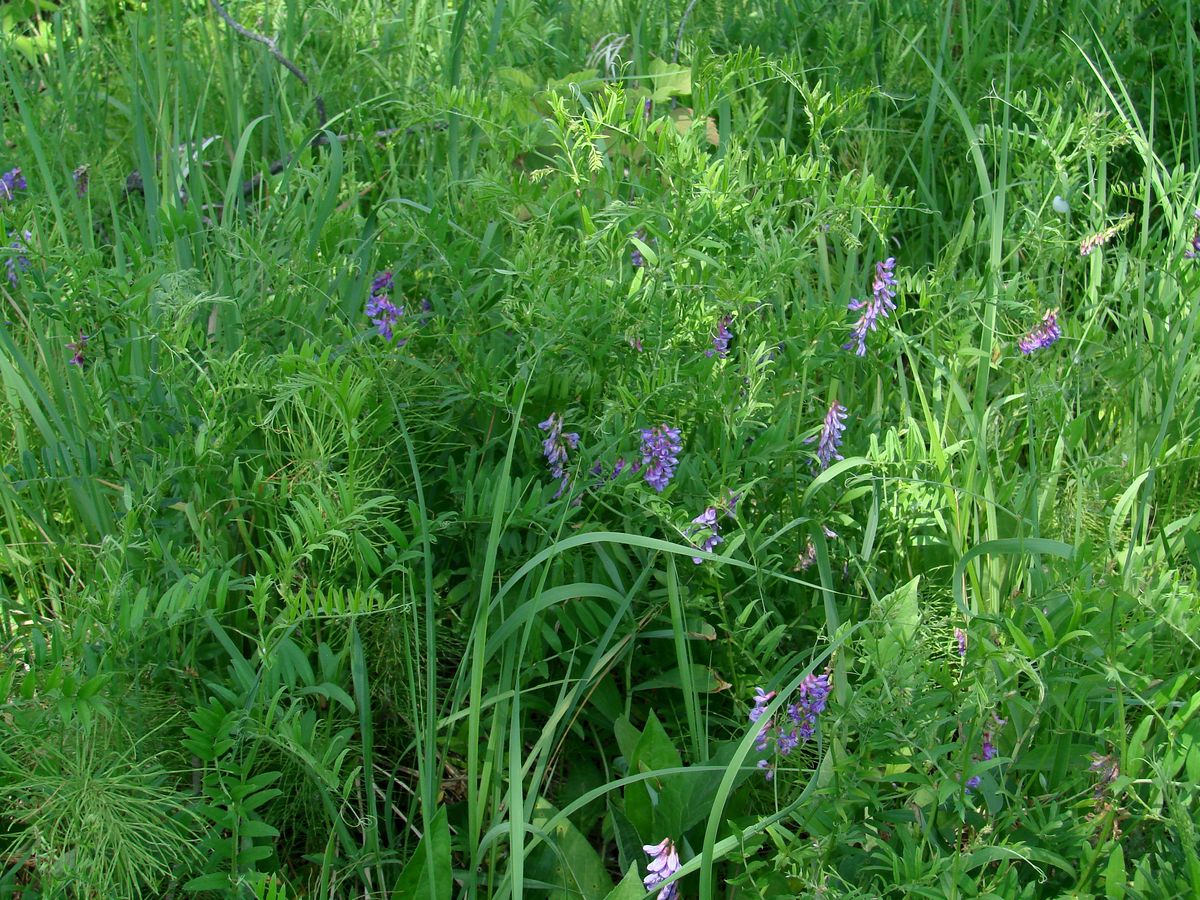 Image of Vicia amoena specimen.