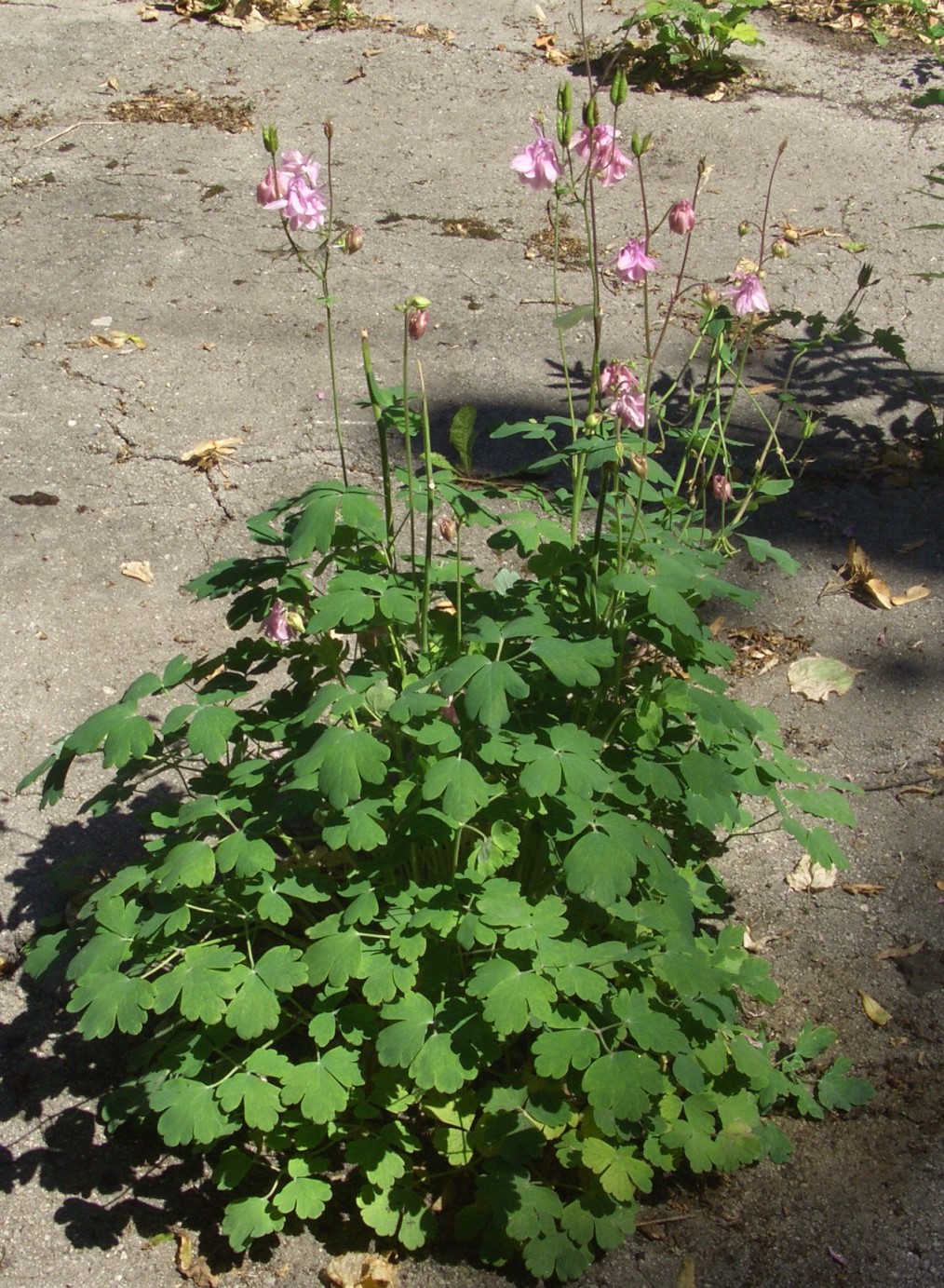 Image of Aquilegia vulgaris specimen.