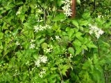 View full-size image Clematis virginiana