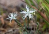 Dianthus borussicus. Цветки и бутоны. Ленинградская обл., Выборгский р-н, берег озера, песчаный пляж у границы с сосновым бором. 21.06.2020.