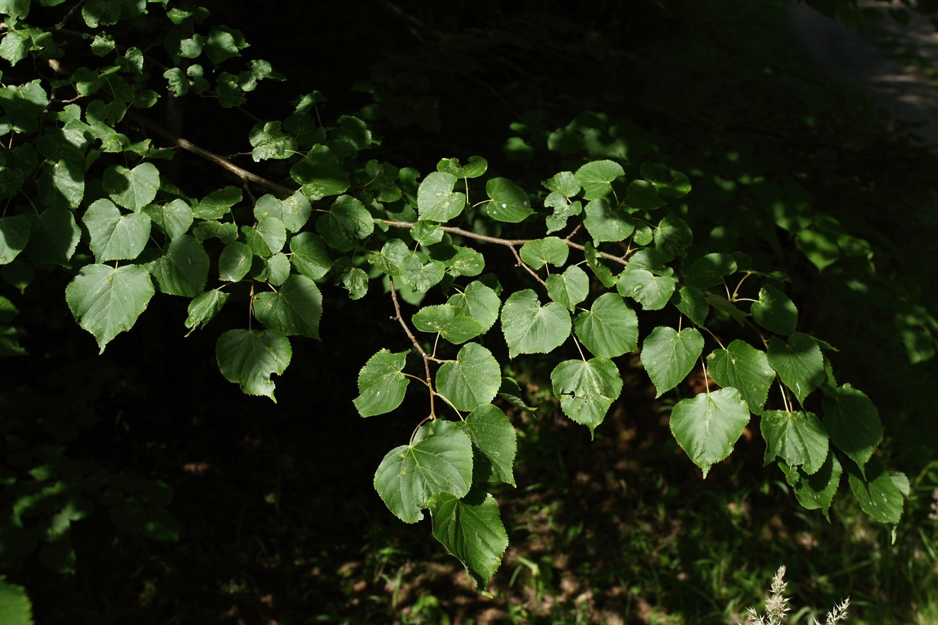 Image of Tilia cordata specimen.