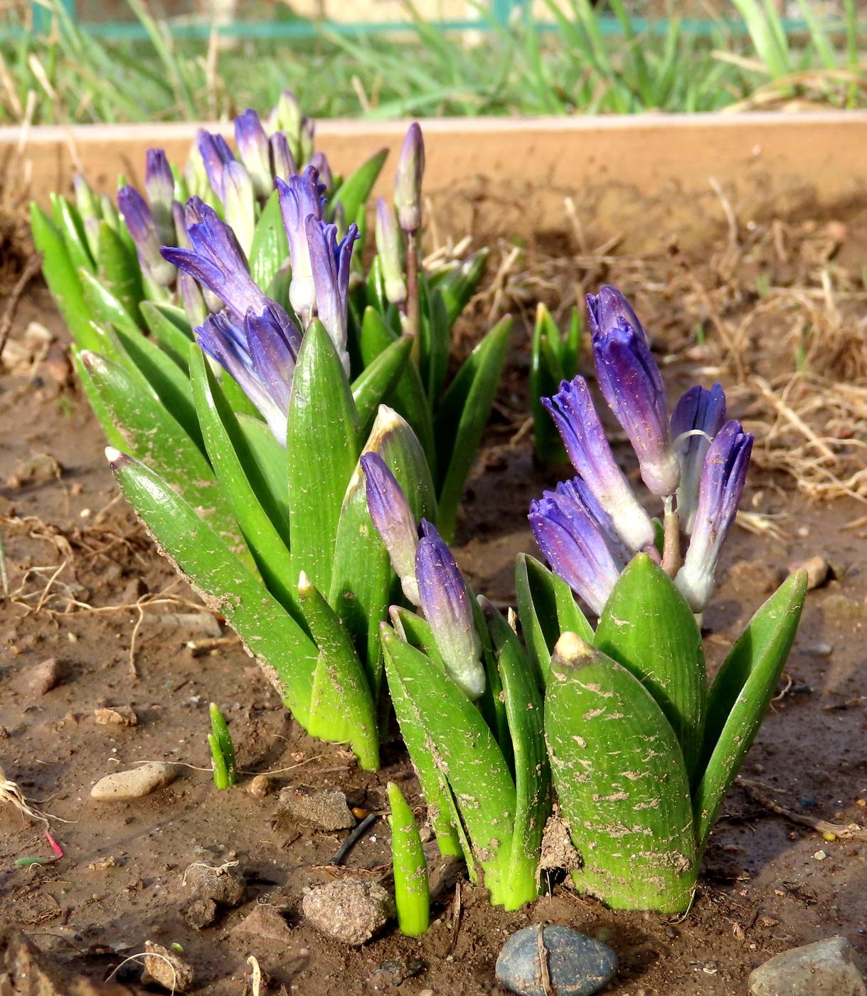 Изображение особи Hyacinthus orientalis.